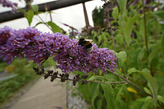 BieneBlüteLaowa15mm.JPG