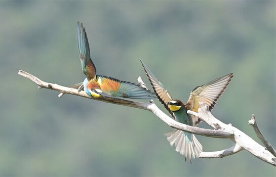 ND6_6783 (2).JPG