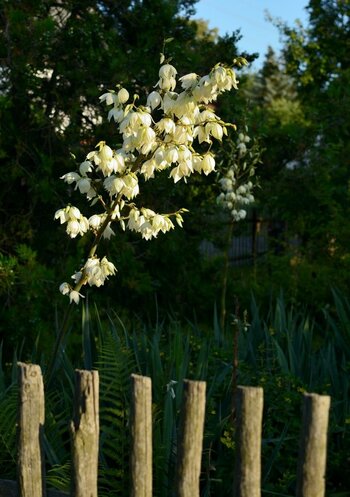 DSC_0558_00001n.jpg