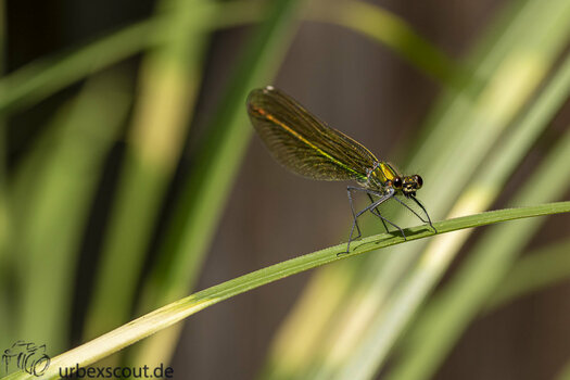 Libelle-3.jpg