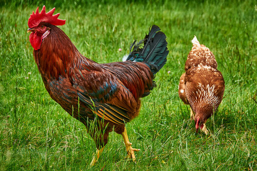 NF-Galerie_05_LotharP_Hahn-Huhn_2013_01_031a.jpg