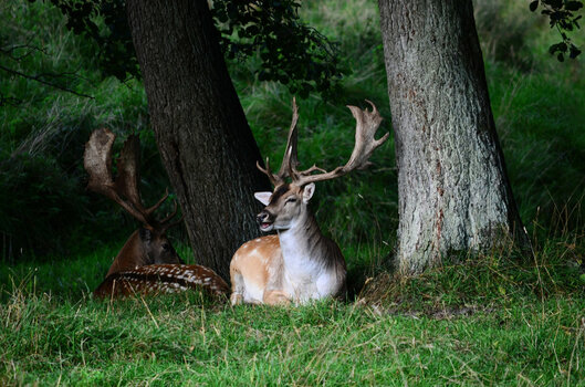 DSC_6018-SAI-focus_01.JPG