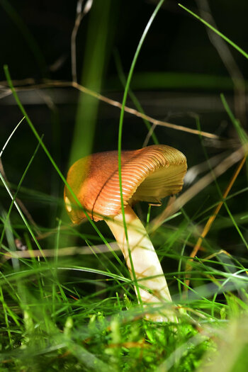 _DSC0094_00001.jpg