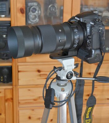 Sigma 100-500 Schelle DSC_6590.jpg