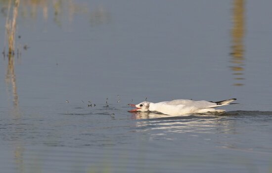 ND6_9857 (2).JPG
