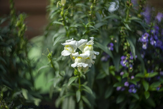 Sony-Test-3.jpg