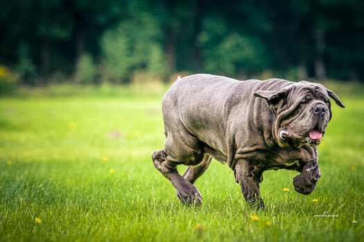 _DSC0344-Verbessert-Bearbeitet-Bearbeitet.jpg