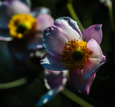 DSC_1620.JPG