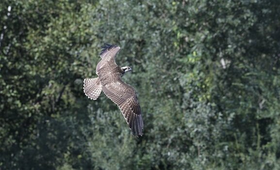 ND6_1135 (2).JPG