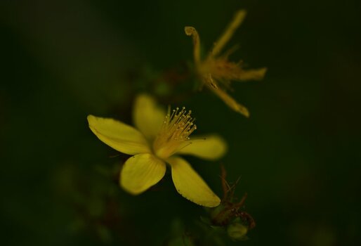 NZ6_5458 (2).JPG