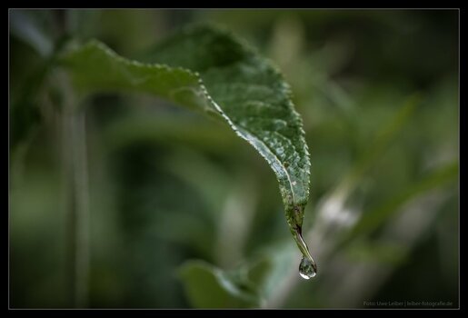 DSC_1170.jpg