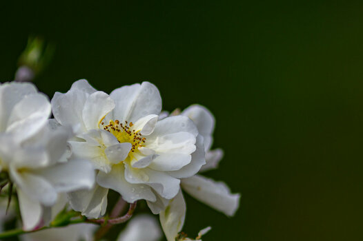 Mi135mmF25_2048-7865.jpg
