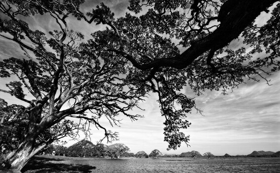 VG8_6808v1_on1_landscape.jpg