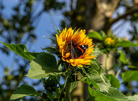 A7200337-web.jpg