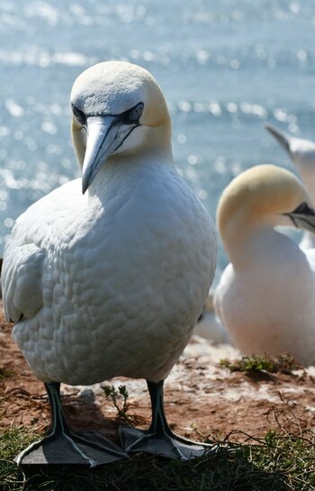 Helgoland 29.08 (104).JPG