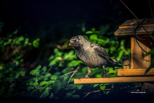 _DSC6791-2-Bearbeitet-Bearbeitet-Bearbeitet-Bearbeitet.jpg
