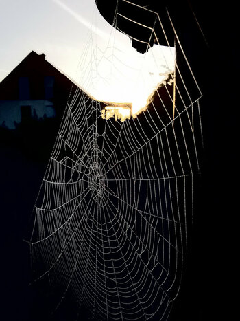 Spidermorning.JPG