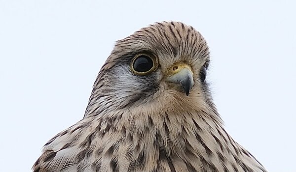 7F65C3CD-430C-4475-8F3D-1B4799990517.jpeg