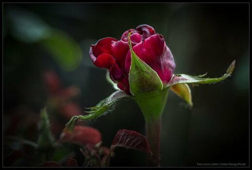 DSC_1007.jpg