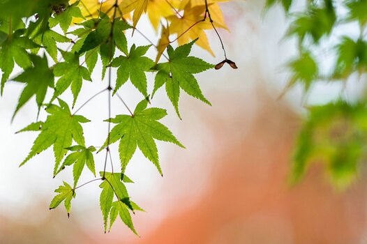Acer palmatum, japanischer Ahorn Acer palmatum, japanischer Ahorn