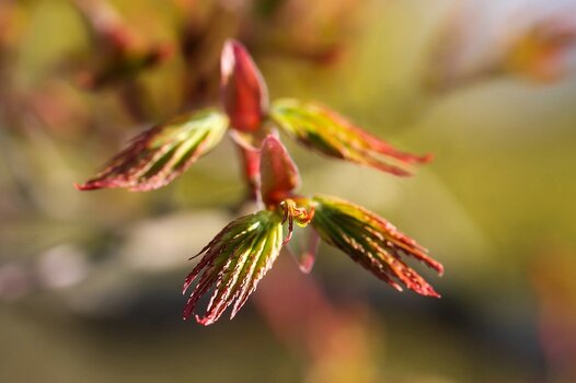 Acer palmatum, japanischer Ahorn Acer palmatum, japanischer Ahorn