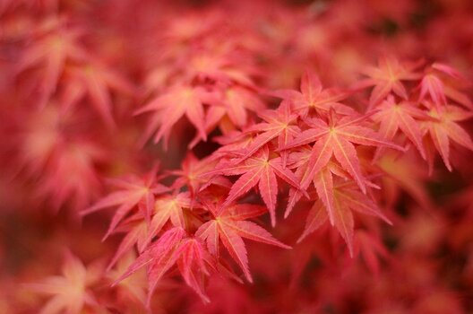 Acer palmatum, japanischer Ahorn