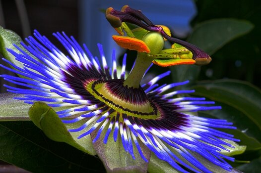 k_passion-flower_1280_pixabay.jpg k_passion-flower_1280_pixabay.jpg