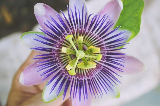 Passionsblume Passionsblume