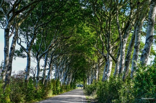 Allee Zeeland.jpg