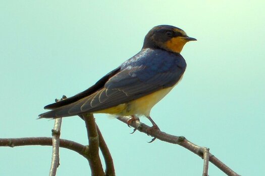 Swallow DSC_9991 b.jpg