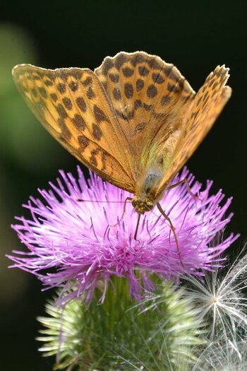 Schmetterling klein DSC_6635 b.jpg
