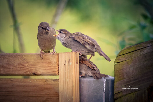 _DSC5193-Bearbeitet-Bearbeitet.jpg