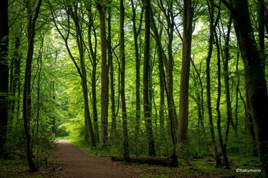 Urwald 04 2.jpg