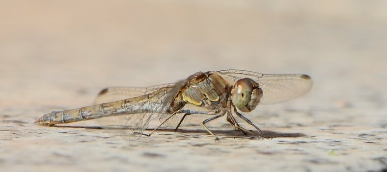 DSC_8623_00001 (2)n.jpg