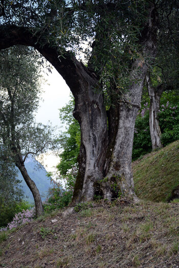WEBDSC_0365.jpg