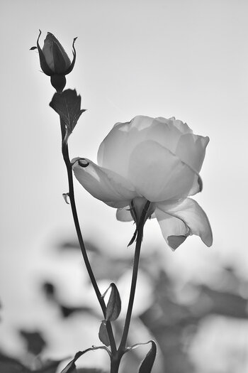 DSC_11096.jpg