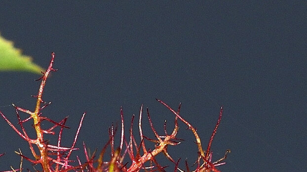 _DSC0018_00001.jpg