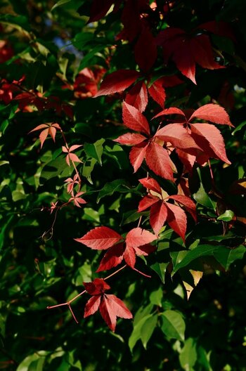 DSC_8656_00001_01n.jpg