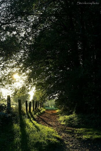 comp_Waldweg ins Licht_324.jpg