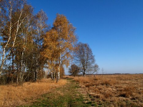 Oppenwehermoor.jpg