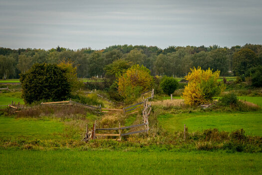 wald-80.JPG