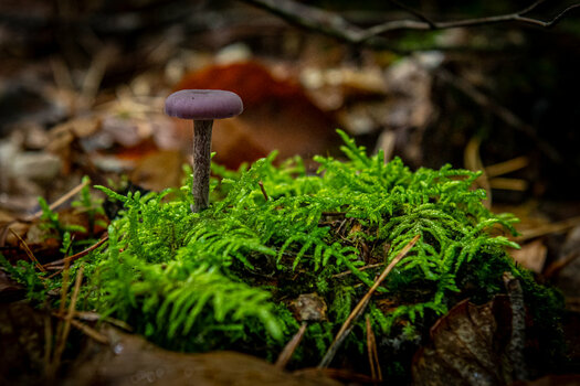 wald-39.JPG