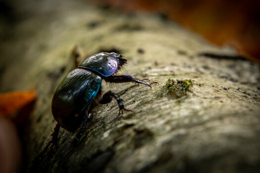 wald-28.JPG