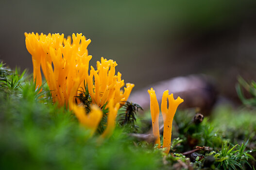 Z62_4900.jpg