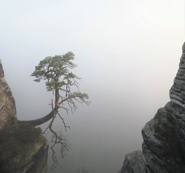 Die am Abgrund stehende Pölkingkiefer ideal durch den Nebel freigestellt. Die am Abgrund stehende Pölkingkiefer ideal durch den Nebel freigestellt.