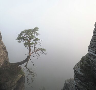 Die am Abgrund stehende Pölkingkiefer ideal durch den Nebel freigestellt.