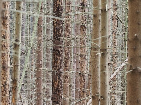 Abgestorbene Bäume in einem Wald beim Kurort Rathen, Sächsische Schweiz