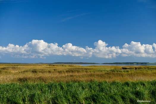 Pramort Zingst 1.jpg