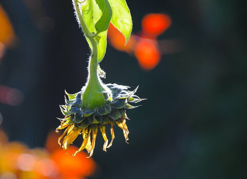 DSC_7873.jpg