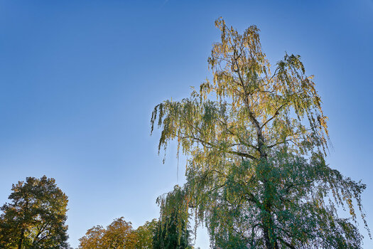 NF-Galerie_11b_LotharP_GoldenerHerbst_2018_05_042.jpg